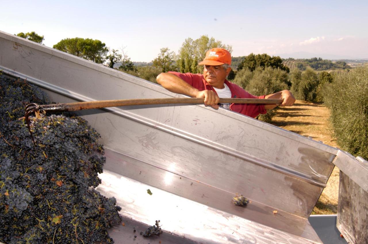 Agriturismo Il Selvino Terricciola Exteriör bild