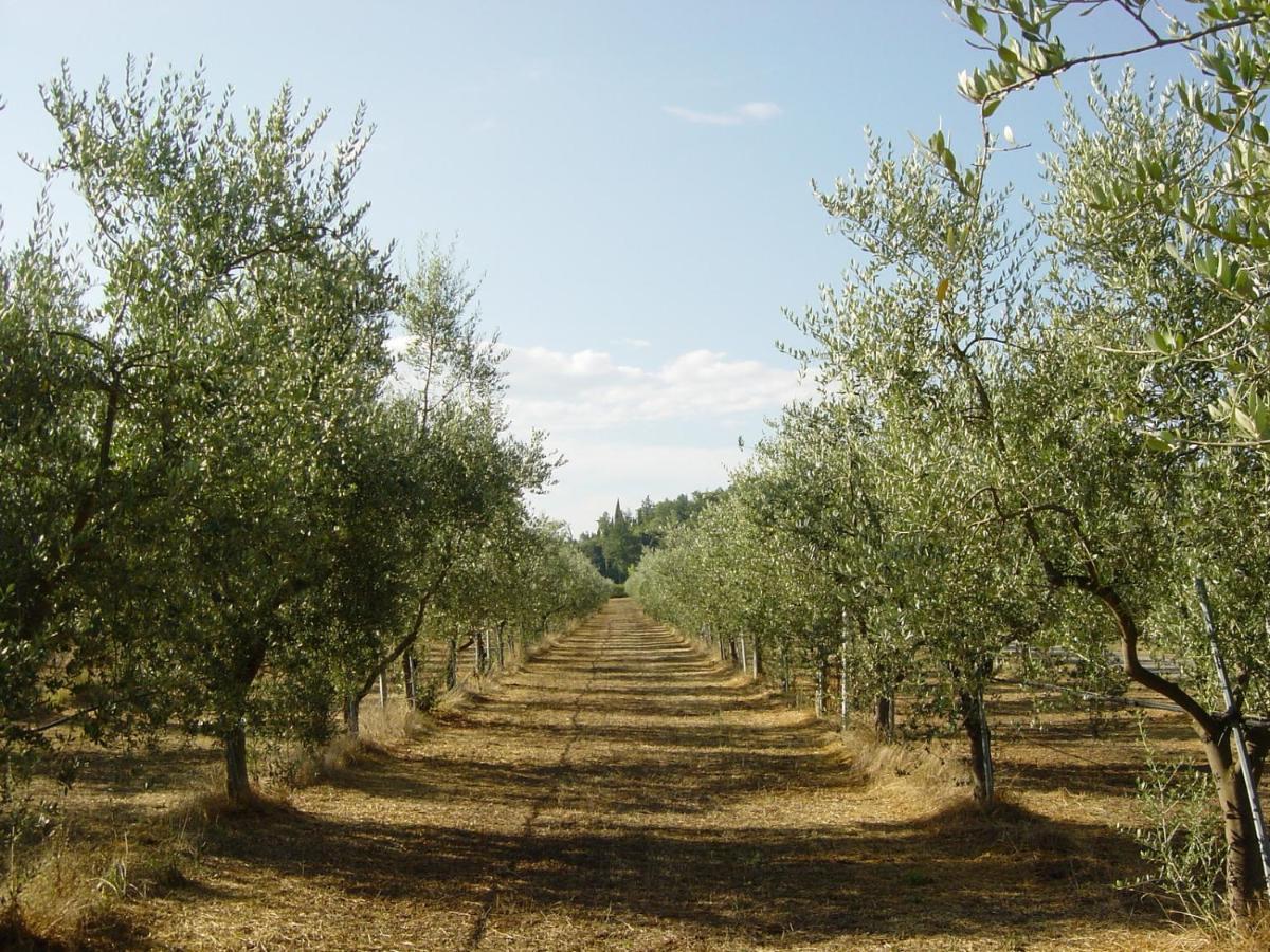 Agriturismo Il Selvino Terricciola Exteriör bild